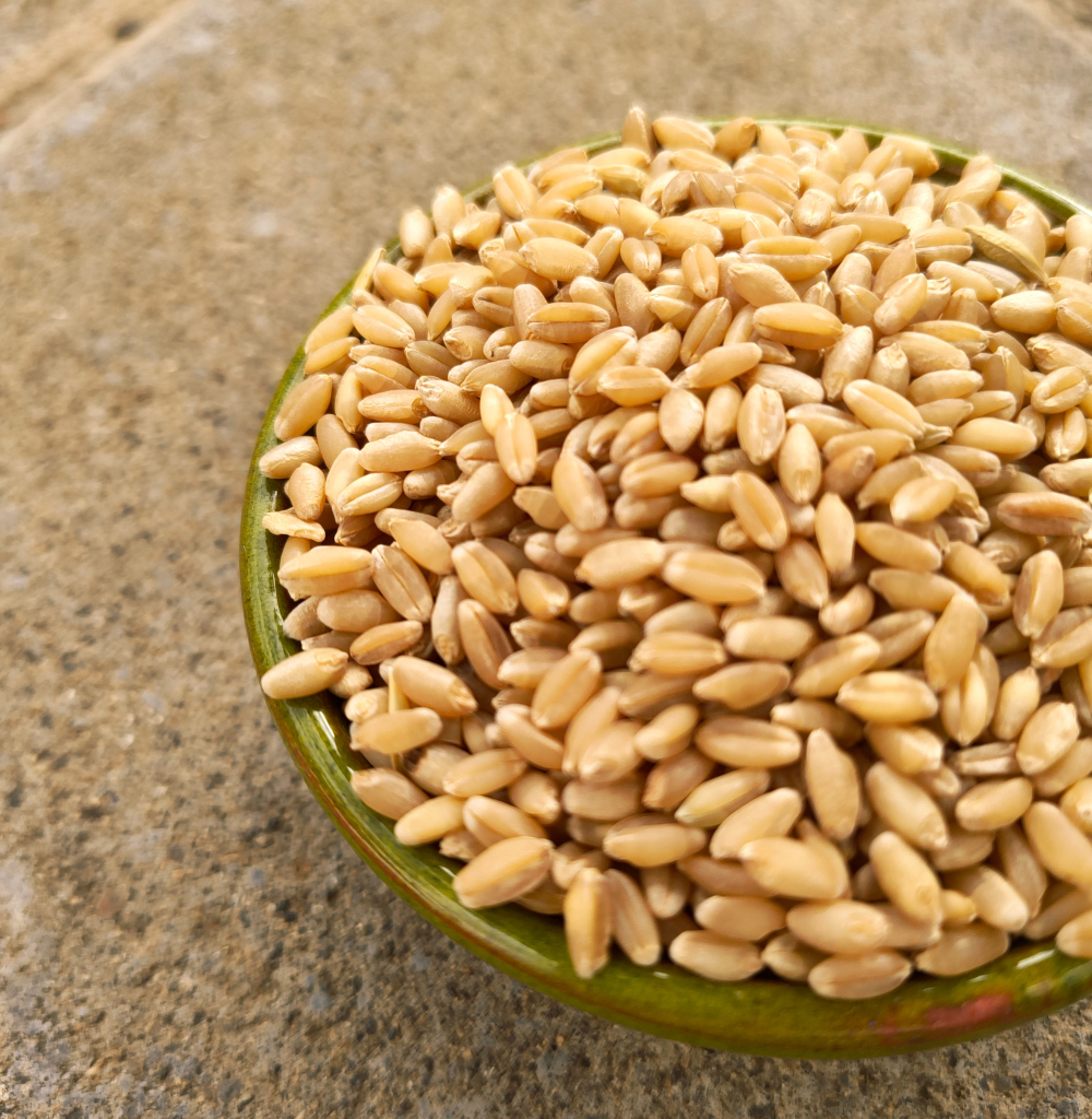 Farmi Wheat