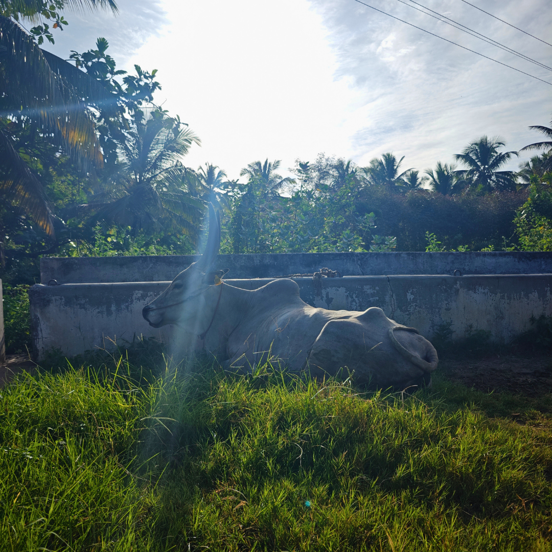 The Weeds in Our Mind