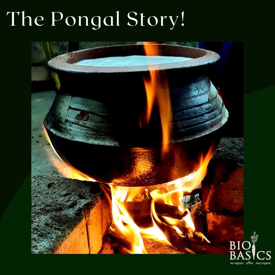 The Pongal Story!