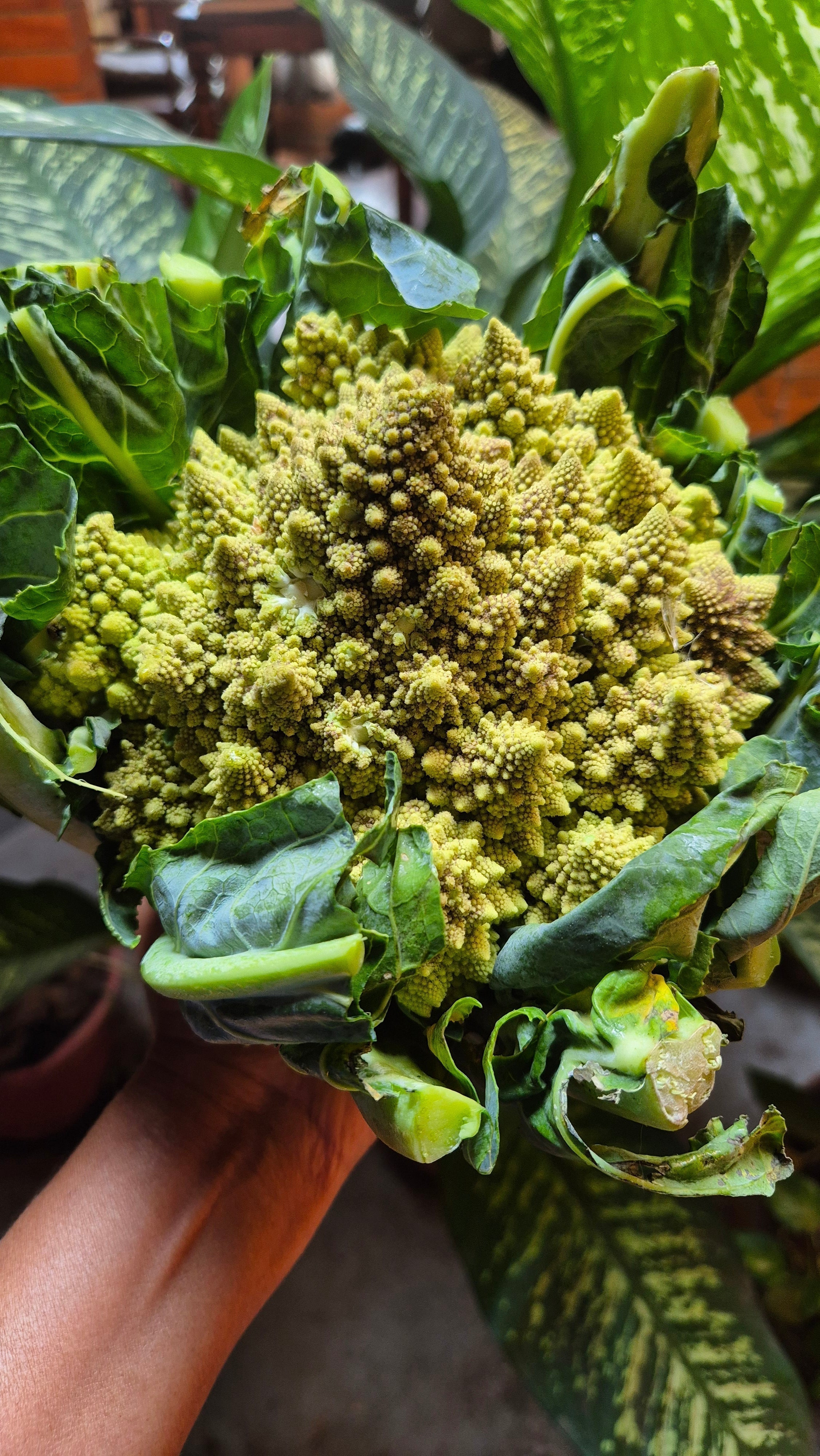 Romanesque Cauliflower
