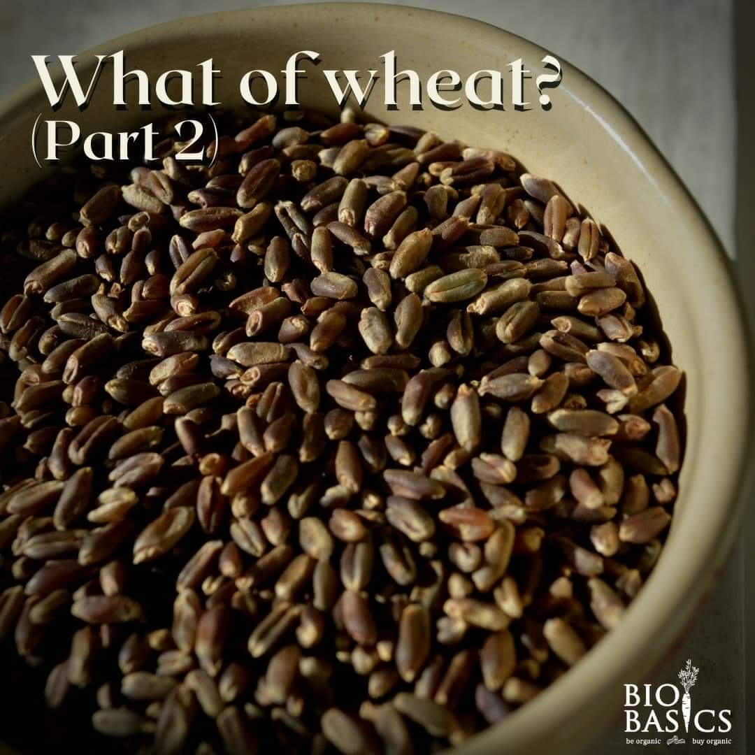 What of Wheat? Part-2