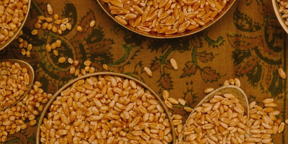 What of Wheat