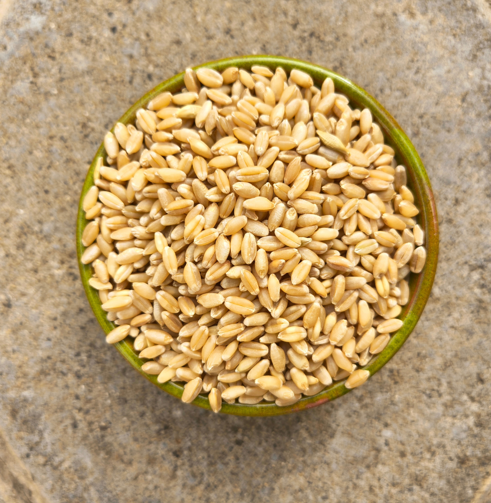 Farmi Wheat