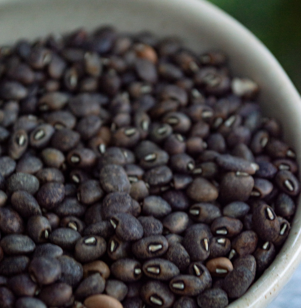 Shop Organic Black Cow Pea Online at Bio Basics 