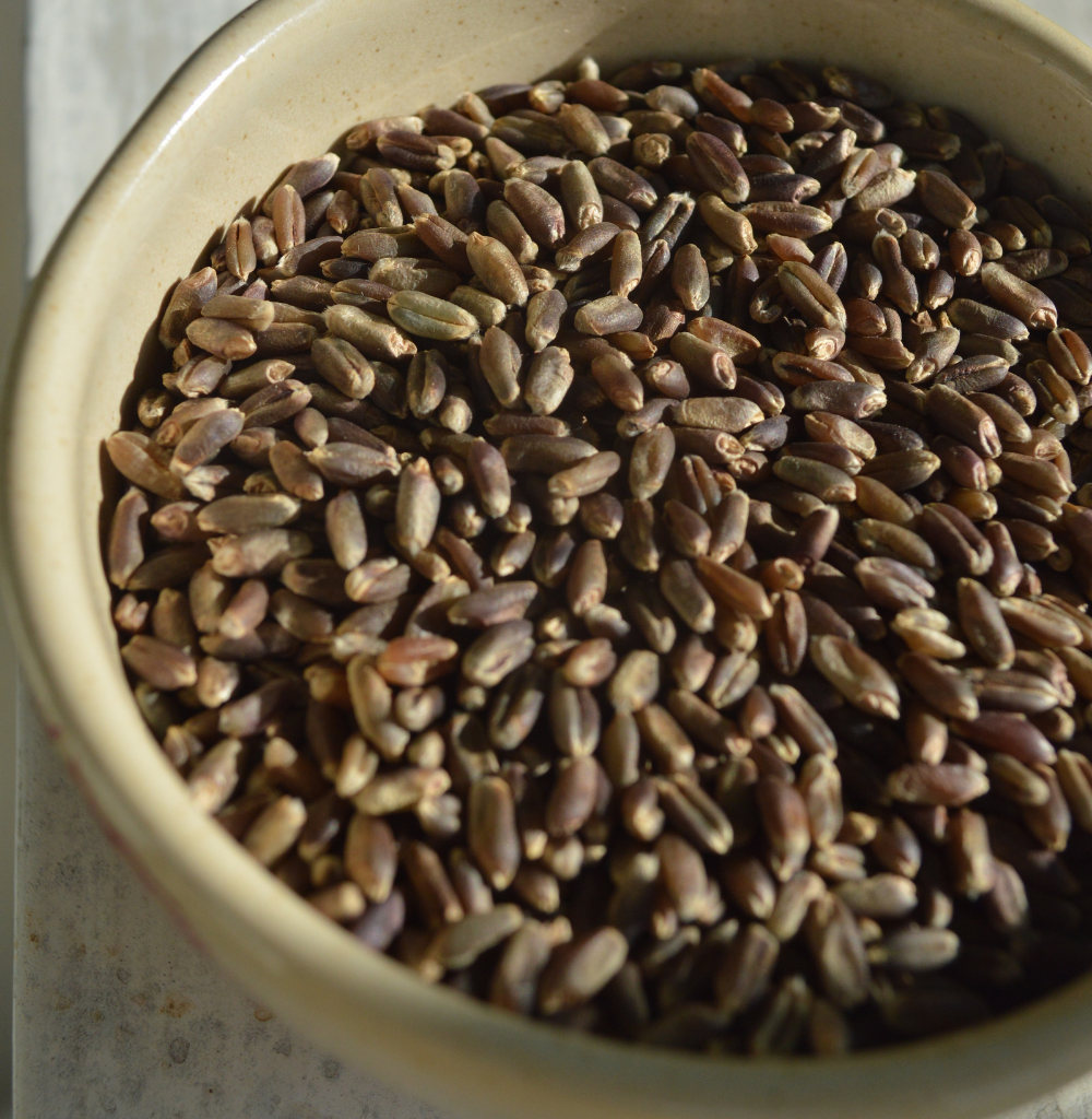 Black Wheat