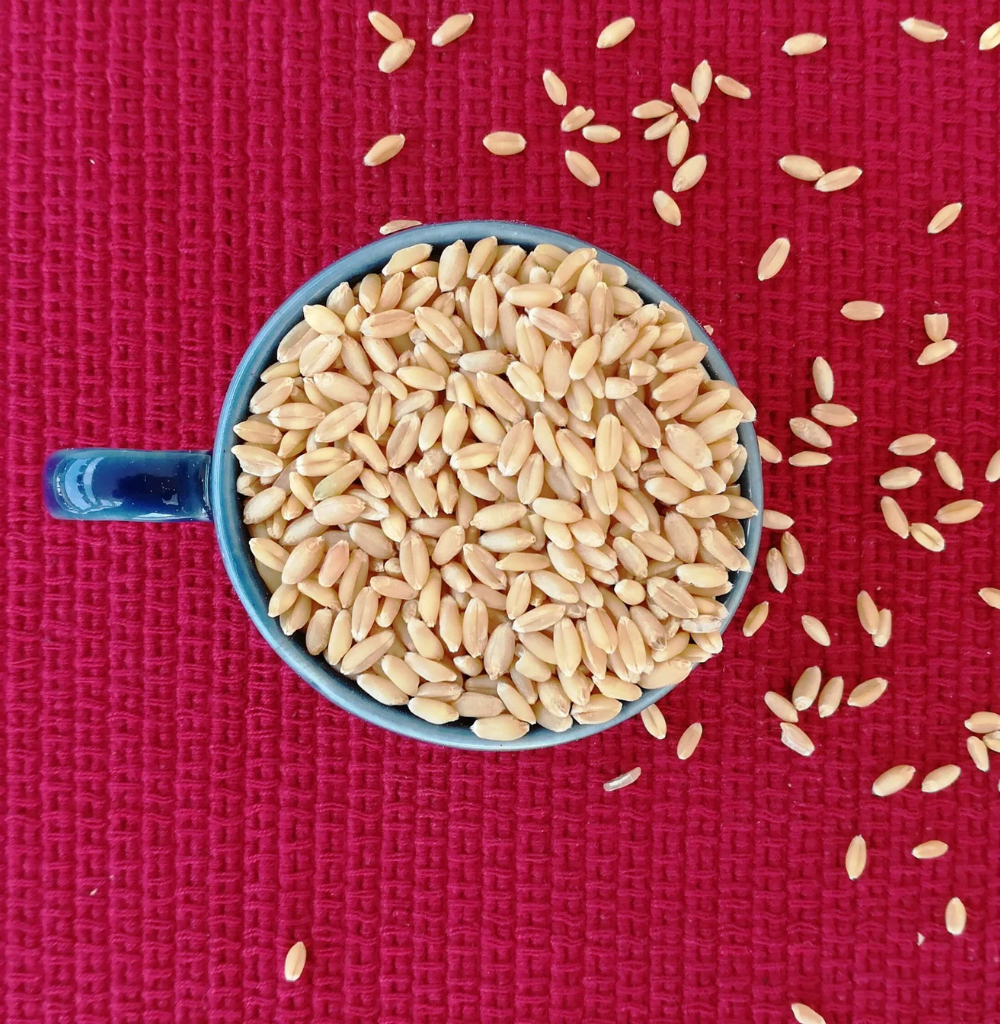 Whole Wheat