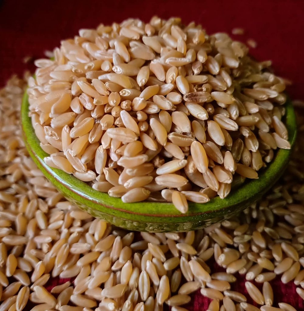 Bansi (durum) Wheat